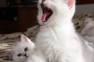 Сонник маленькі кошенята до чого сняться?